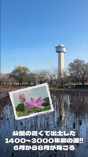 【行田観光】夏が見ごろ‼行田市古代蓮の里