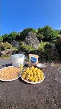 梅干し作り【収穫から土用干しまで】
