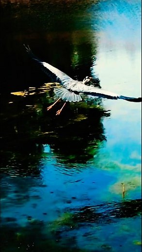 "A Majestic Heron: Serene Flight"