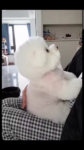 34K views · 2.2K reactions | #ParkSeoJoon #simba Little Simba , big heart. ❤️ | Park Seo-joon Officialpage | Facebook