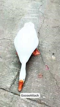 Goose Attack Compilation! 😱🪿