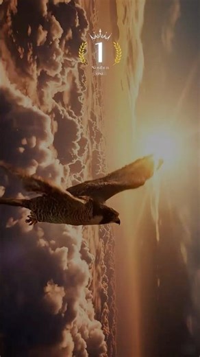 3 Lecciones✍️del Halcón🦅Para Dominar Tu Enfoque.🔝 #TheNumberOne #BeANumberOne #Inspiracion