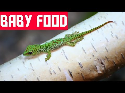 What Do Baby Lizards Eat?