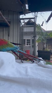 1.4M views · 75K reactions | Vet trip tomorrow so last minute extra practice for towel wrapping desensitisation, they are great with a mask.. all should go smoothly.  Darling Ziggy thought he better have a wrap .. his microchip is already in though bless him.. he is ready for his forever ..when I find the right one that has adequate facilities.. like a flight aviary!✈️殺✈️✅ Meeko’s towel wrap on next vid | Macaws And More | Facebook