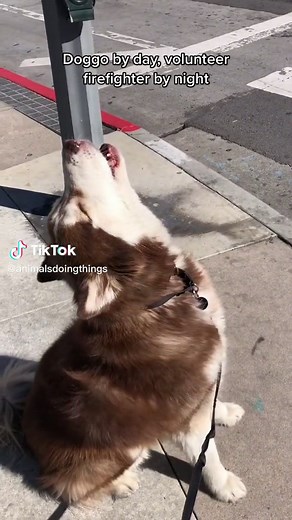 he’s great at both jobs #animalsdoingthings #doggosdoingthings #dogsoftiktok @fasatok