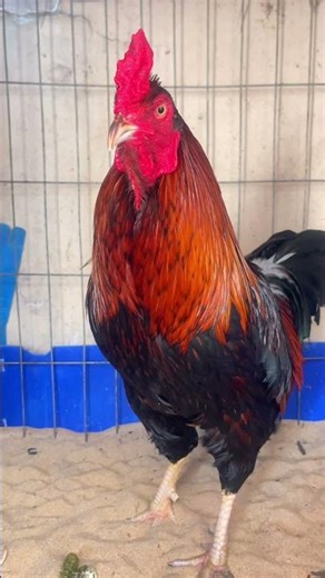 #short Let's take this chicken out to play today!