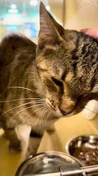 Broken Tail Rescue: Iris Warms Up to Pets but Butters Is Not Happy!
