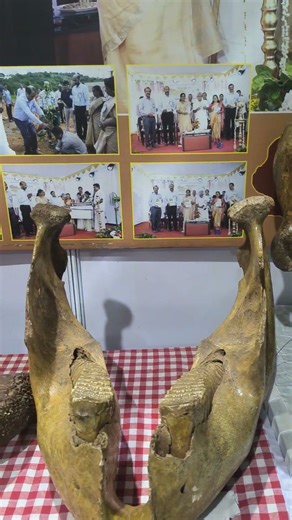 Elephant anatomy skull,jawbone with teeth, pelvic,thigh bone (non medical definitions) #elephant