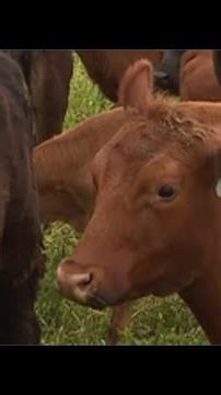 Rohrbach's Farm welcomes families with camps, workshops all summer