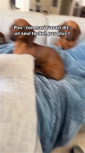 Au final... vous en avez compté combien ? 👀 CD : @pennypancake_tatertot_4life — Pour ceux souhaitant adopter un teckel, nous avons conçu un guide complet sur la race ⤵️ - Préparation à l’adoption - Recommandation d’élevages - Accueil à la maison, éducation Et d’autres chapitres pour vous aider à réussir votre adoption sans stress ! 👉 Disponible en cliquant sur le lien en bio ou sur www.teckeltrotteur.com #teckel #teckeltrotteur #teckelofinstagram #teckelpuppy #teckellove #chiensaucisse | Tecke