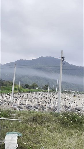 video showing the view in a rural goose farm💥