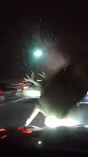 This just in—Louisiana is witnessing something unbelievable on the I-12 corridor as reports confirm that a massive migration of whitetail deer has completely severed the connection between Baton Rouge and the Northshore. Commuters are seeing things they never imagined possible as the interstate literally disappeared under a moving wall of brown fur and antlers, bringing the entire highway system to a screeching, terrified halt. Louisiana has always been wild, but the behavior of these deer today