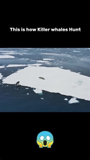 Killer Whales Hunting: Polar Bear and Seal Encounter