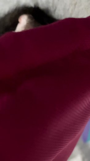 The Cutest Ferret Scream Compilation