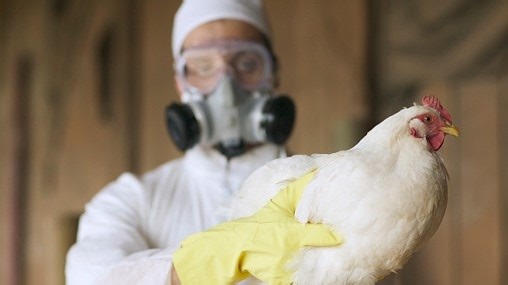 All about Avian Flu outbreak that is devastating farms in the US