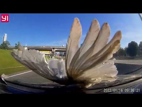Bird Hits Windshield at High speed || ViralHog