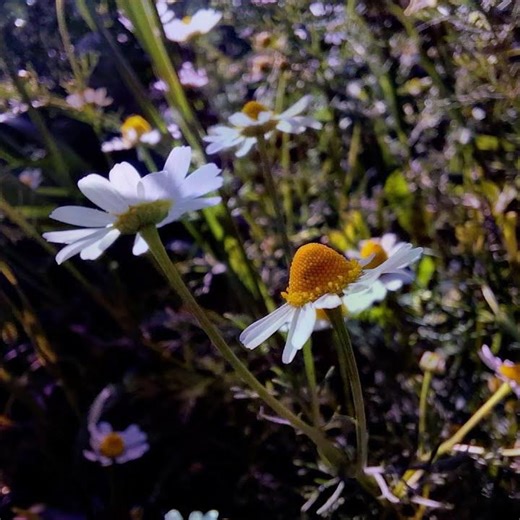 ‪@-earth.plants-animals‬ Matricaria reutita/M chamomilla,wild chamomile,kamomili i egër