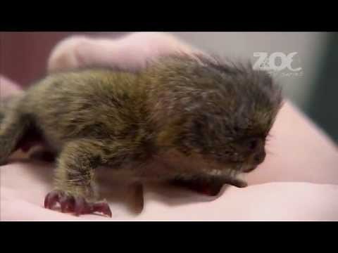 World Exclusive! Rare baby pygmy marmoset triplet hand reared in Dublin Zoo.mp4