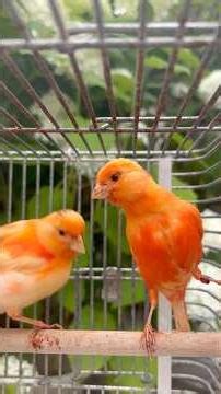 🐥白い紫陽花アナベル🐣カナリア ちびっ子 チュマ☘️#手乗り赤カナリア #心の癒し #季節の花々 #奈良観光 #奈良公園の鹿
