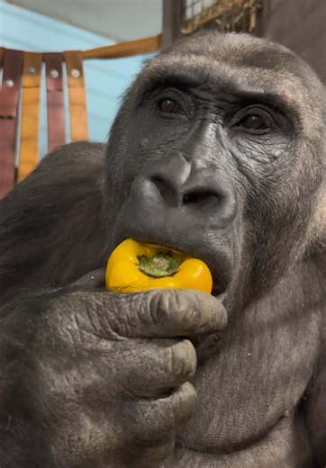 Creative Ways to Enjoy Celery and Peppers