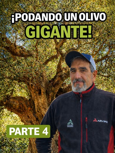 Podando un olivo gigante ✂️ - Parte 4 - Tijera PS37 EVO2 - Motosierra de mano MT37 PRO - Motosierra ST37 PRO - Tijera de altura HP37 Más info: ☎️ : ( 34) 93 628 98 87 📧 : info@arvipo.net 🌐 : www.arvipo.net #arvipo_tools #Agricultura #TijerasElectricas #PowerTools #Innovation #ElectricTools #Prunning #Agriculture #Motosierra #Arvipo #ElectricShears #Poda #Chainsaw #ElectricChainsaw #Garden #Gardening #robotdesbrozadora #TeamARVIPO