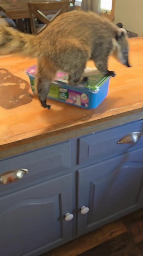 26 reactions · 3 comments | Hey Swiffer !! I think Iris is trying to say she is looking for a commercial deal 藍 I hope you enjoy if you see this  #foryoupagereels #pet #swiffer | Bobbi Elan Jenkins | Facebook