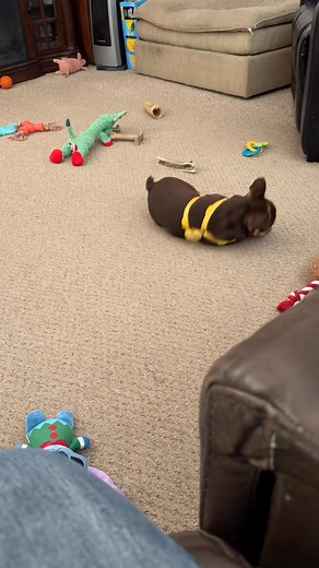 26 reactions · 6 comments | Moose loving his new Mickey Mouse toy! #frenchbulldog #frenchbulldogpuppy #dogtoy | John McNamara | Facebook