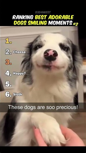 Ranking Best Dogs Smiling Moments 2