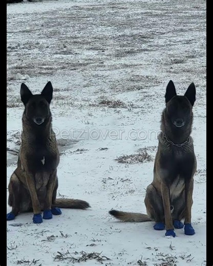 Roxy – Beautiful Female Belgian Malinois Puppy for Sale in Texas