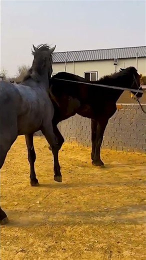 This handsome horse is preparing for his work​​