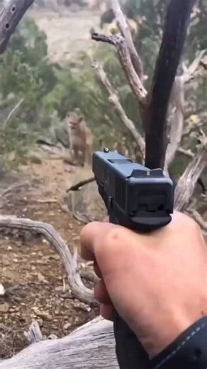 To every single keyboard commando, ranch-owning keyboard warrior, and "scaredy-cat" PhD who flooded the comments with this masterpiece of tactical genius:Oh, bless your fragile little hearts. You watched a man on a remote trail, gun already drawn, screaming "GET BACK, MOTHERFUCKER" at a 120-pound mountain lion that was staring him down like a free all-you-can-eat buffet, ears pinned forward, teeth flashing, refusing to budge an inch — and your galaxy-brain takeaway was "warning shot, bro." A war