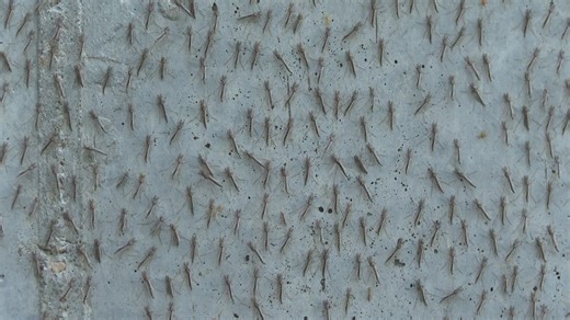 Midges are back in Cleveland: Here's why you're seeing them in October