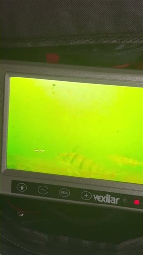 Perch ice fishing #perchfishing #icefishingcamera #icefishing #fishing #fish #fishingvideo #perch