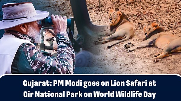 Gujarat: PM Modi goes on Lion Safari at Gir National Park on World Wildlife Day