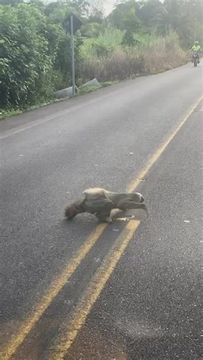 ¿Qué hacer si encuentras un oso perezoso en la vía? Autoridades recomiendan no manipularlo directamente En varias carreteras de Antioquia se ha vuelto cada vez más frecuente el avistamiento de osos perezosos intentando cruzar las vías, lo que ha generado preocupación entre conductores y autoridades ambientales. Ante esta situación, expertos hacen un llamado a la ciudadanía para actuar con precaución y evitar poner en riesgo tanto al animal como a las personas. De acuerdo con recomendaciones de e