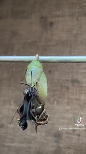 9.2K views · 149 reactions | Until you spread your wings you will have no idea how far you can fly 曆 | Tropical Butterfly House Wildlife Conservation Park | Facebook