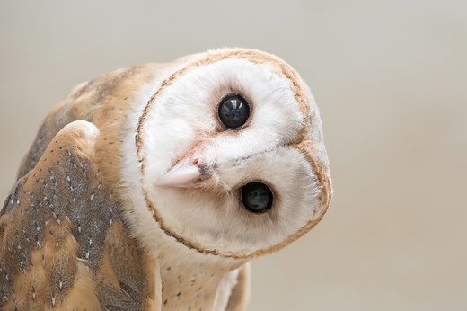 27 Owl Jokes for a Hootin' Good Laugh Any Time of Night