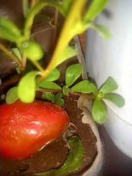 ☀️ My tips for red and tasty tomatoes! @prlffarid