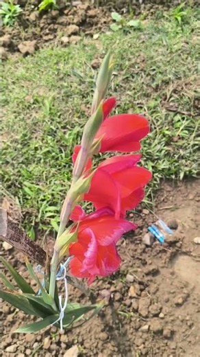 Gorgeous gladiolus flowers🌾🍁 || Home Gardening | #flowers #trending #youtubeshorts #shorts