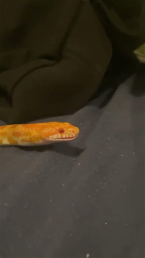 Little burp #snake #viral #trending #funny