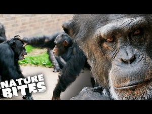 Will This Male Chimp Battle End in Death?! | The Secret Life of the Zoo | Nature Bites