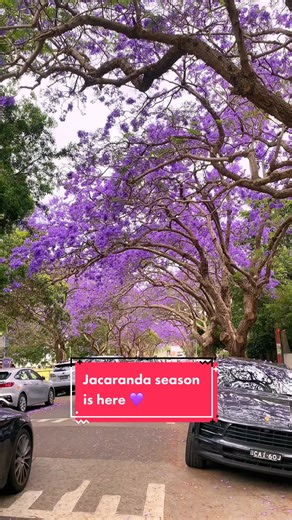 Best Spots to See Jacaranda in Sydney