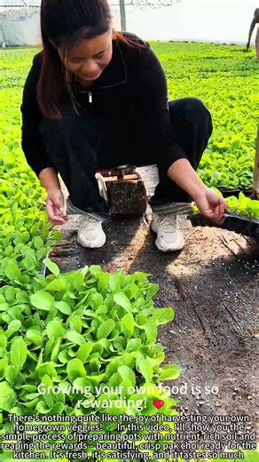 Filled Pots with Soil, Harvested Beautiful Pak Choi! 🌱😋