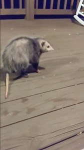 Two Opossums Fighting, Chasing Each Other Over Food