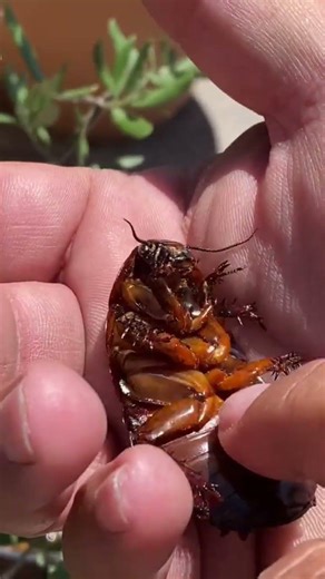 Cockroach the ultimate survivor insect 🪳 #fact #animals #wildlife #facts #fyp