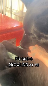 326 reactions · 16 shares | Growling. This is one of many ways dogs...