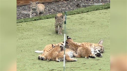 Watch these bobcat kittens ‘play a-round’ on backyard Calgary putting green - The Weather Network