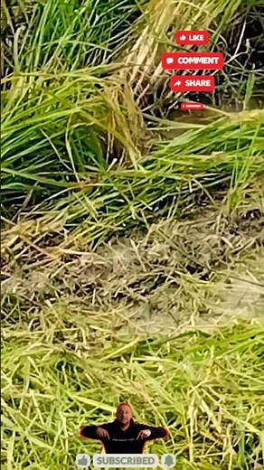 #krishigardentips धान की कटाई।