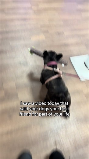 The Lifelong Bond Between You and Your Dog