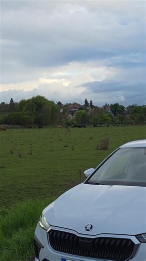 Škoda Scala spotted in its natural habitat 🐄 | Who's watching who?